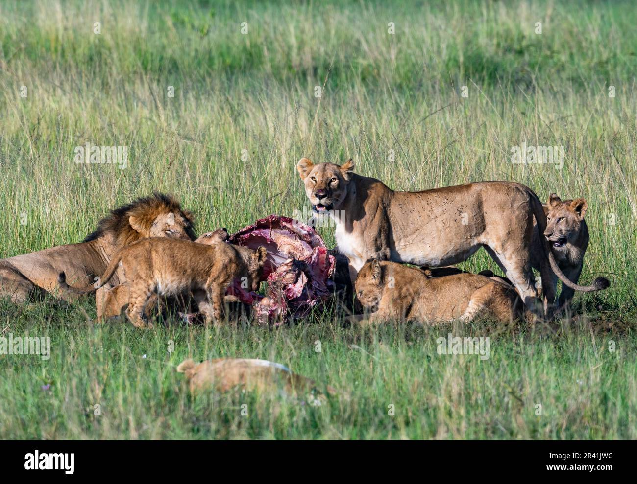 A family group of African Lions (Panthera leo) feeding on a carcass. Kenya, Africa. Stock Photo