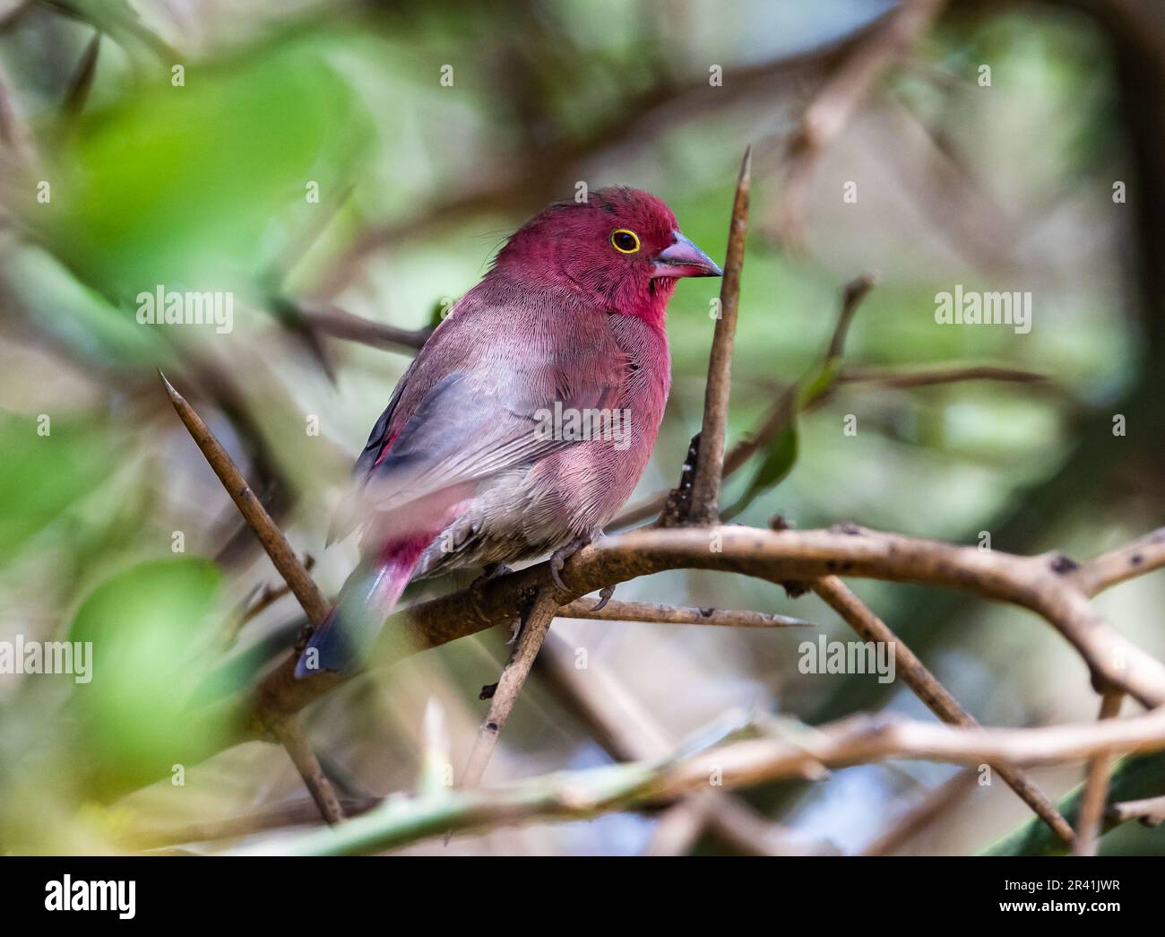 A Red-billed Firefinch (Lagonosticta senegala) perched on a branch. Kenya, Africa. Stock Photo