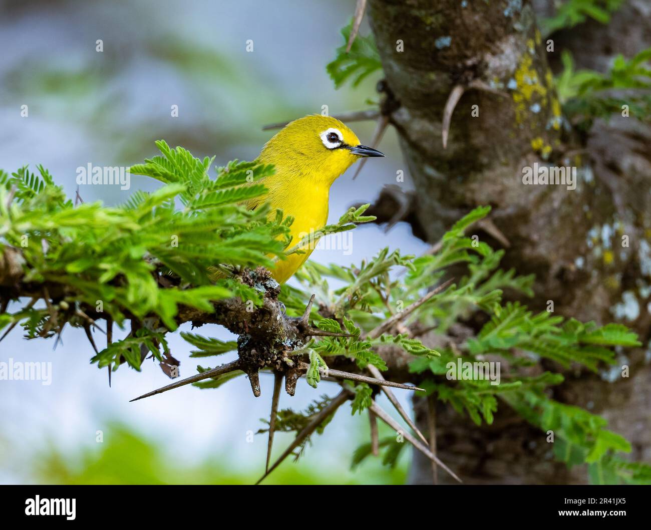 A Northern Yellow White-eye (Zosterops senegalensis) perched on a branch. Kenya, Africa. Stock Photo