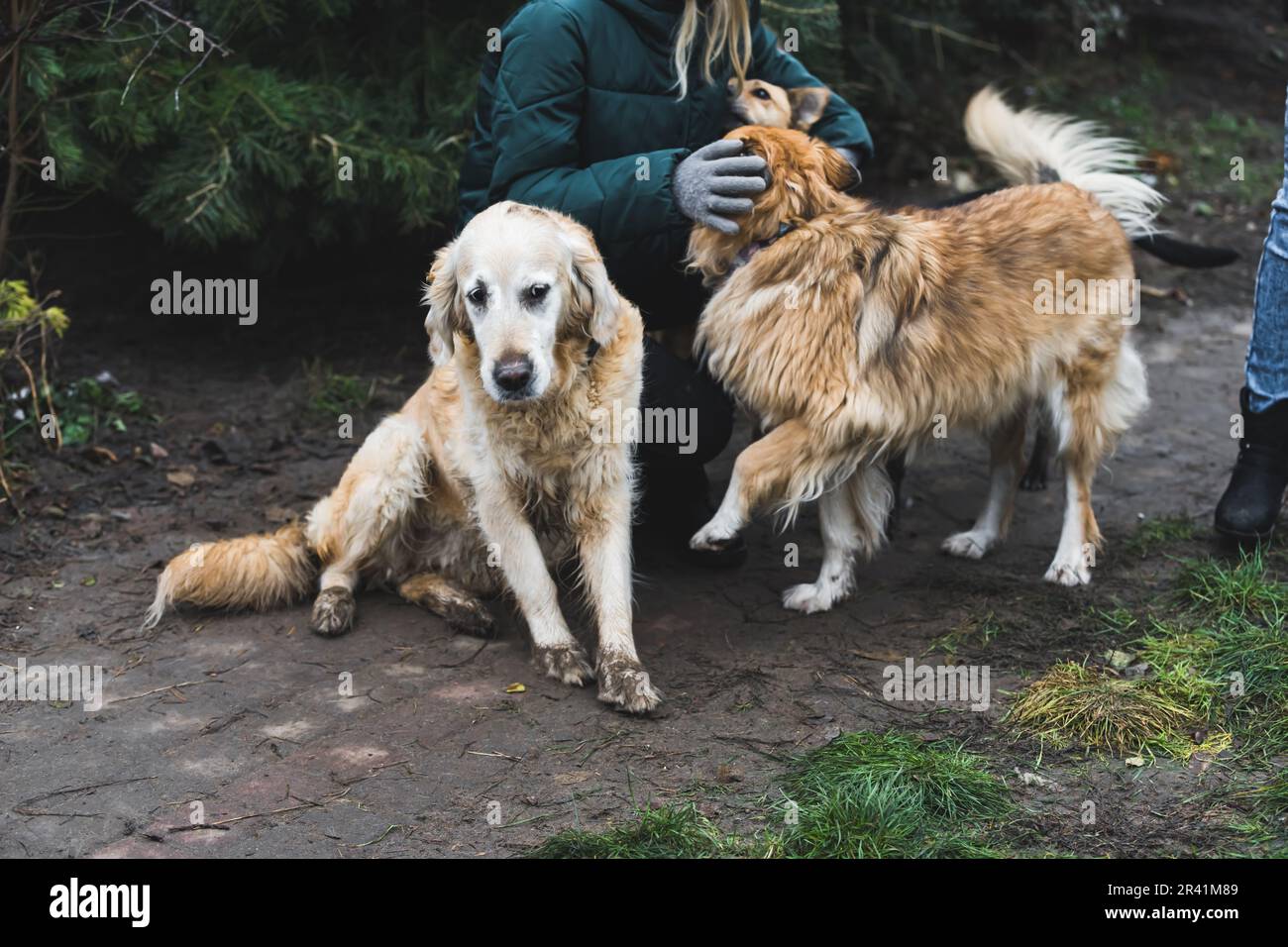 Dog at the shelter. Animal shelter volunteer takes care of dogs. Lonely ...