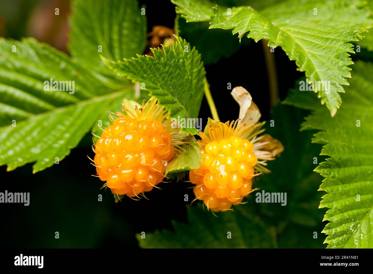 Wild Raspberry Yellow Wild Yellow Raspberries