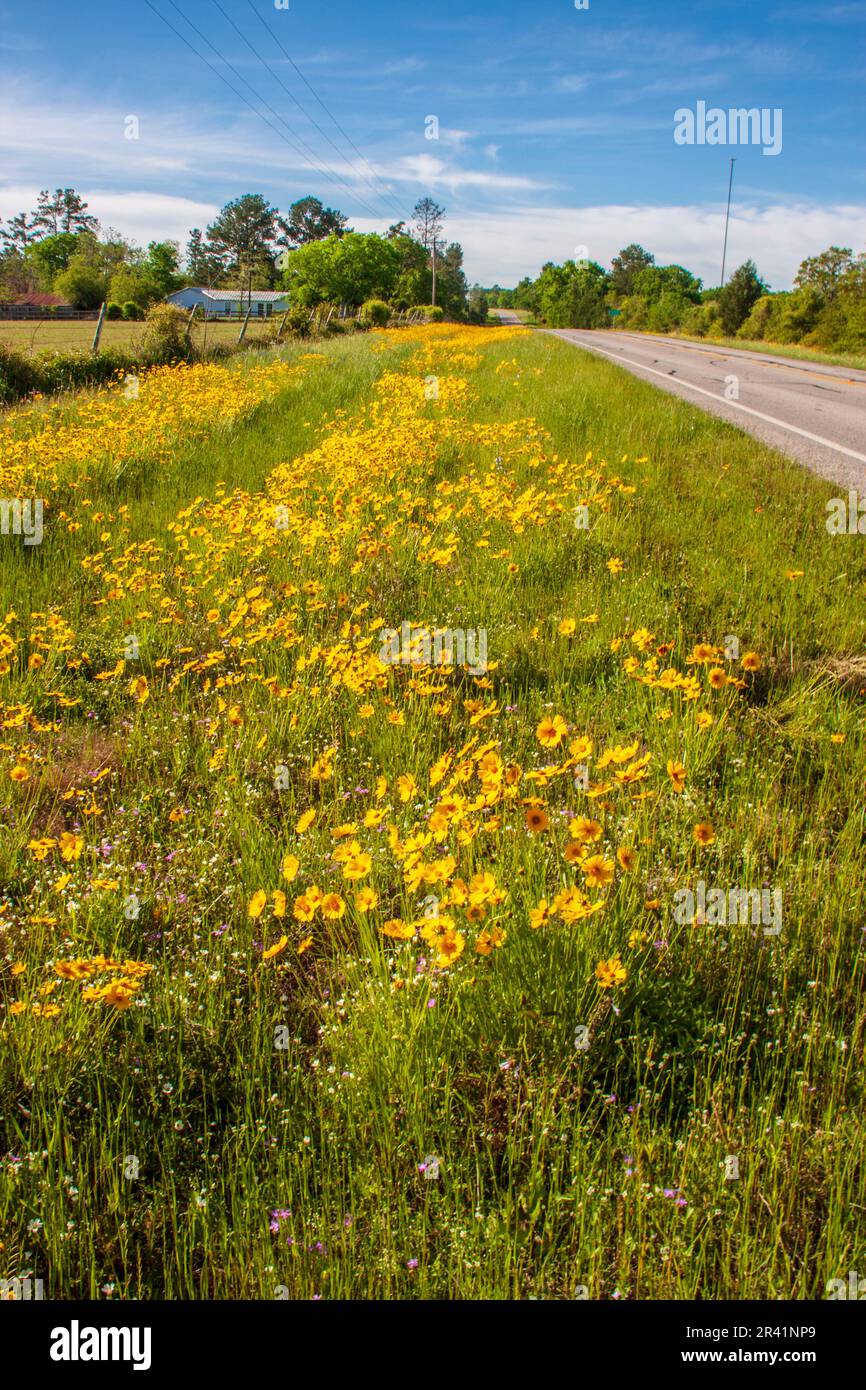 Coreopsis wildflowers along farm-to-market road 362 in Southeast Texas. Stock Photo