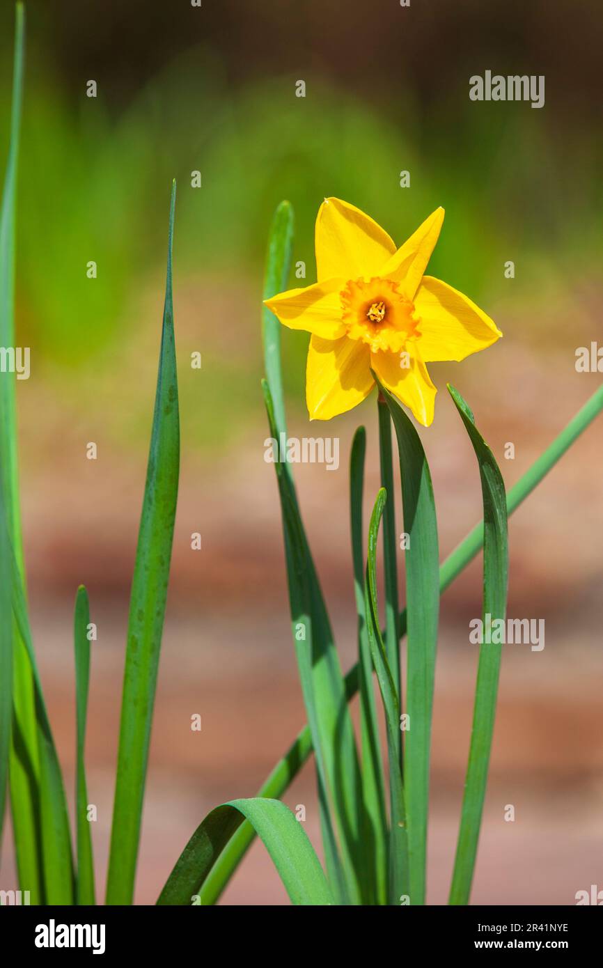 Daffodil, Narcissus x 'MONAL', at Mercer Arboretum and Botanical