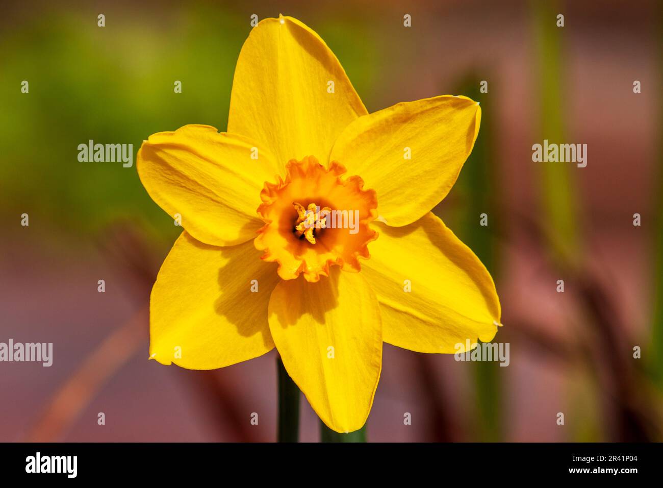 Daffodil, Narcissus x 'MONAL', at Mercer Arboretum and Botanical Gardens in Humble, Texas. Stock Photo