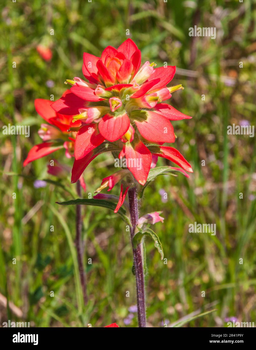 Indian Paintbrush, Castilleja indivisa, wildflowers along farmto
