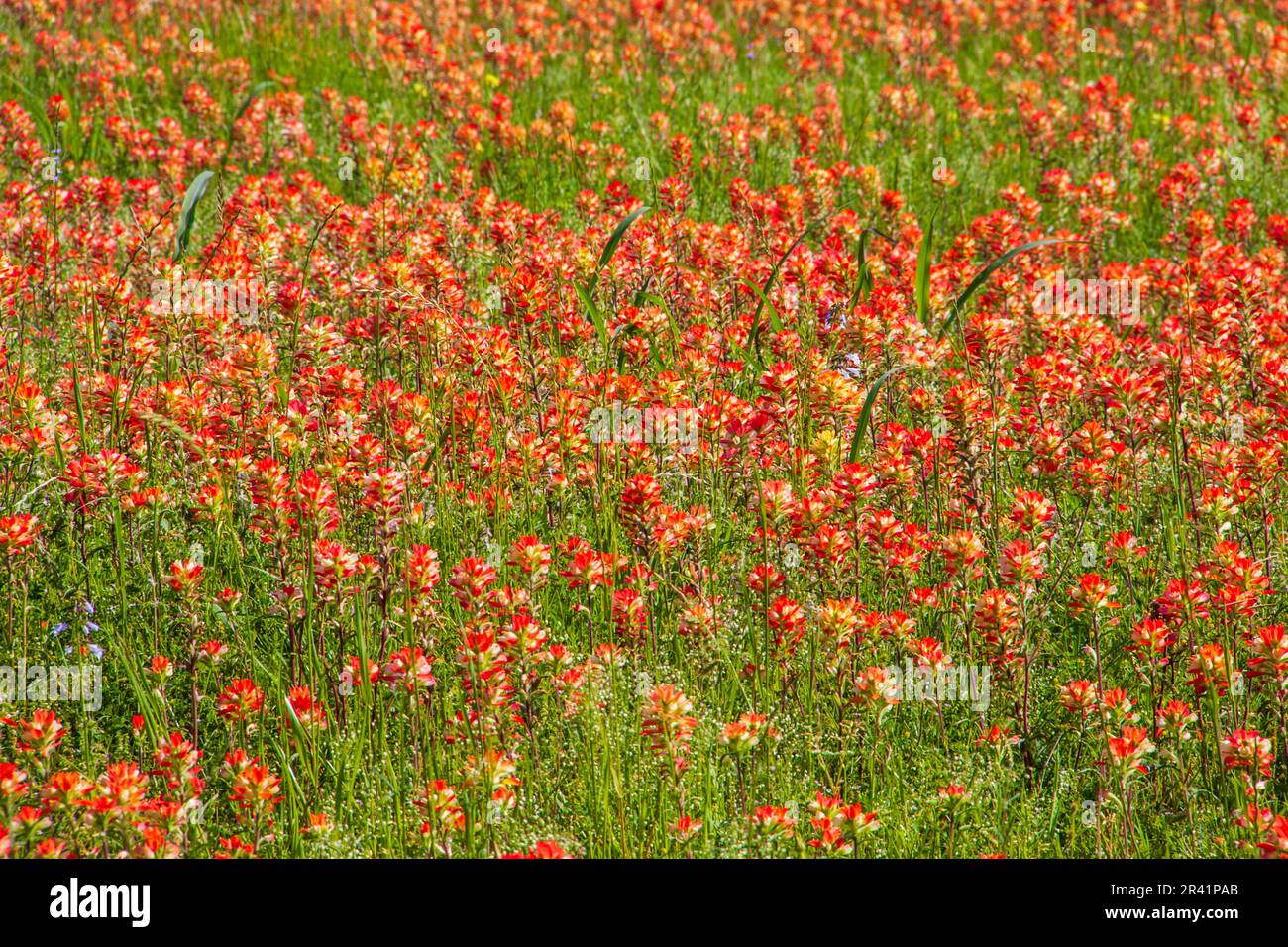 Indian Paintbrush wildflowers, Castilleja indivisa, blooming in spring along Farm-to-Market road in Southeastern Texas. Stock Photo