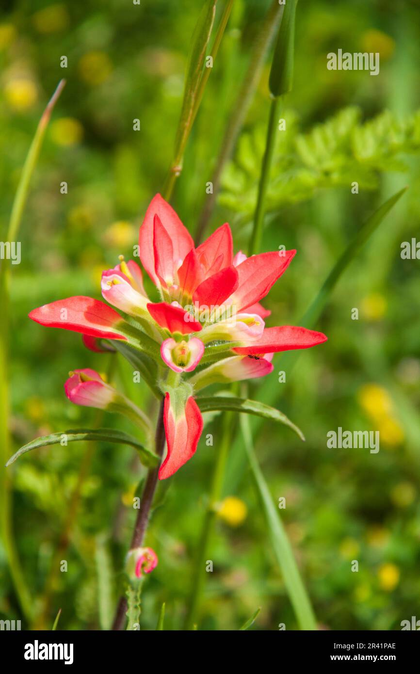 Indian Paintbrush wildflowers, Castilleja indivisa, blooming in spring along Farm-to-Market road in Southeastern Texas. Stock Photo