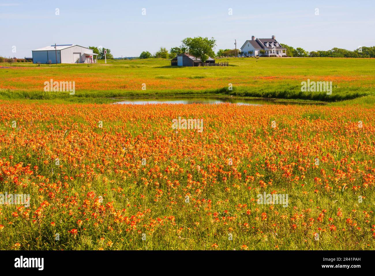 Indian Paintbrush wildflowers, Castilleja indivisa, blooming in spring along farm-to-market road in Texas. Stock Photo