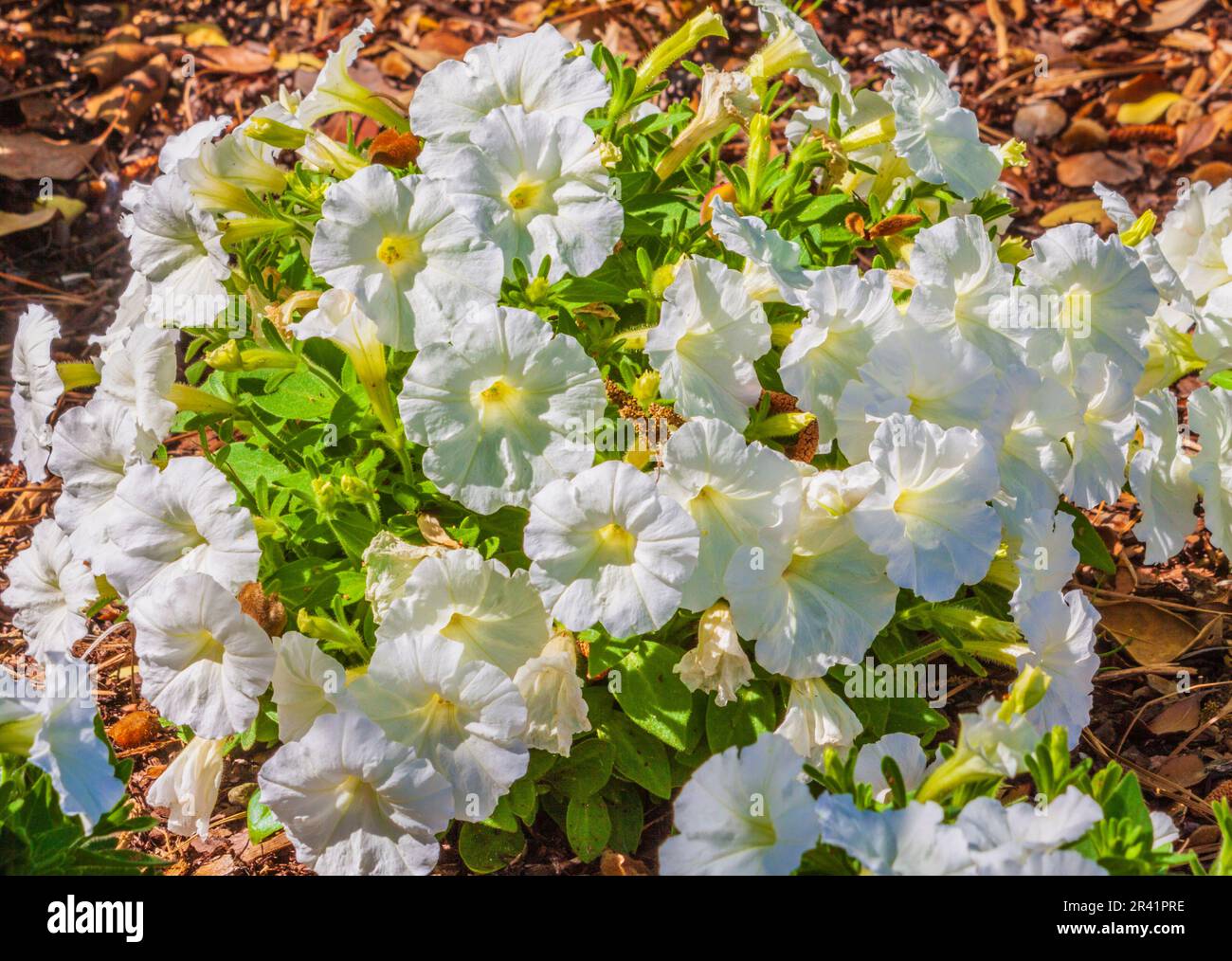 Petunia, Petunia x hybrida 'PICOBELLA WHITE', at Mercer Arboretum and Botanical Gardens in Spring, Texas. Stock Photo