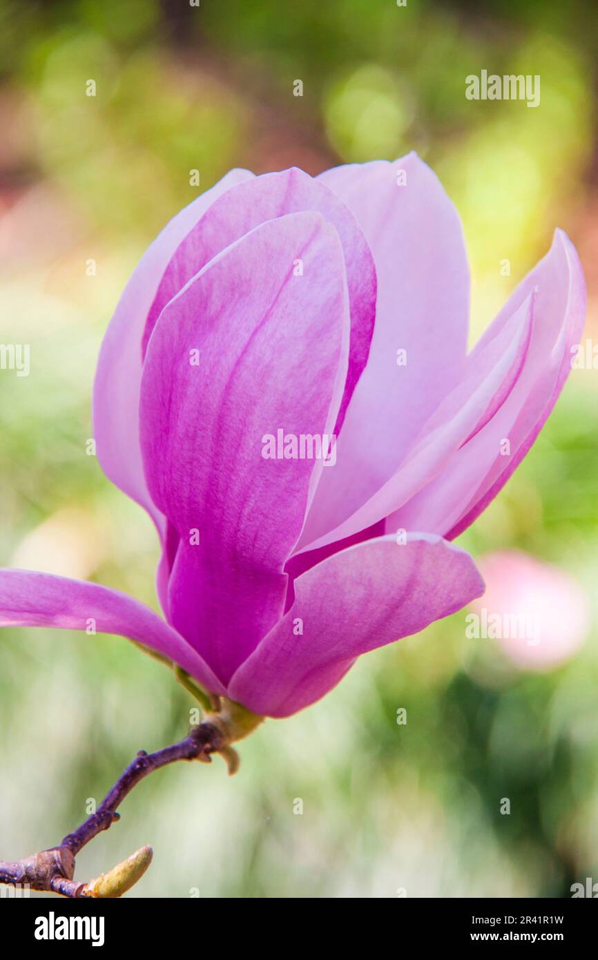 Saucer Magnolia tree, Magnolia x Soulangiana, at Mercer Arboretum and