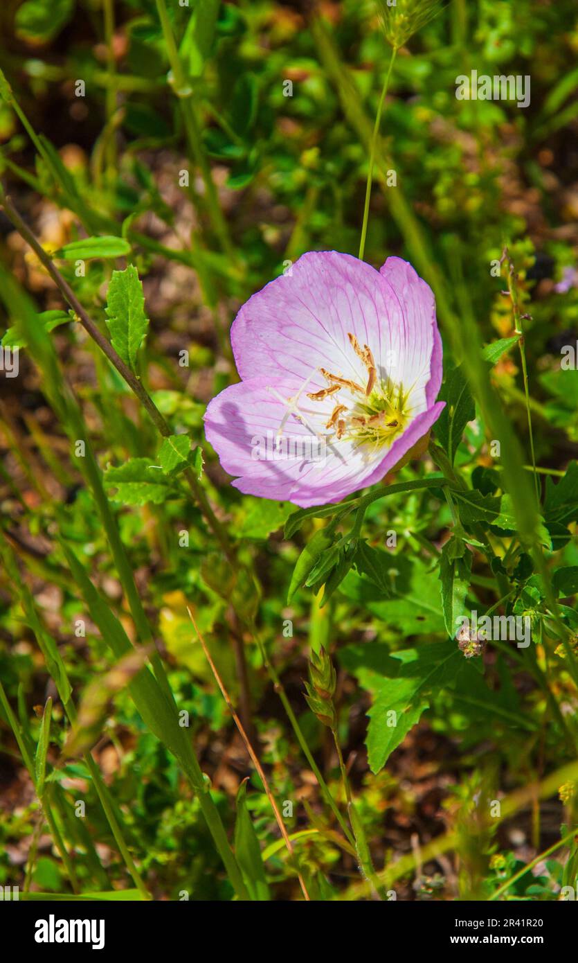 Showy Evening Primrose, Oenothera speciosa , blooming in spring at the Old Baylor College Historic Site in Independence, Texas. Stock Photo