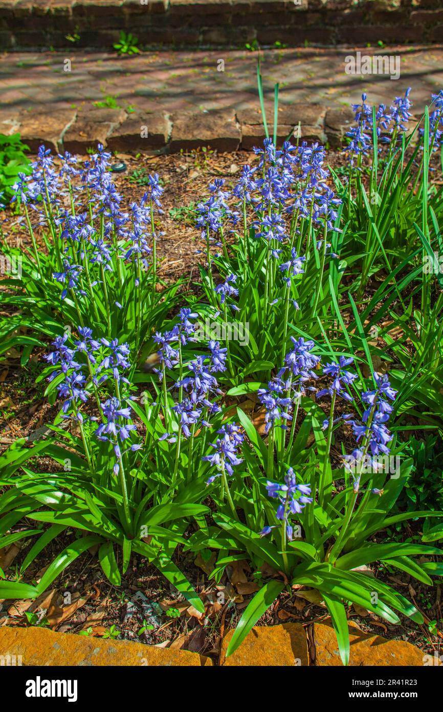 Spanish Bluebell, Hyacinthoides hispanica 'MIX', at Mercer Arboretum and Botanical Gardens in Spring, Texas. Stock Photo
