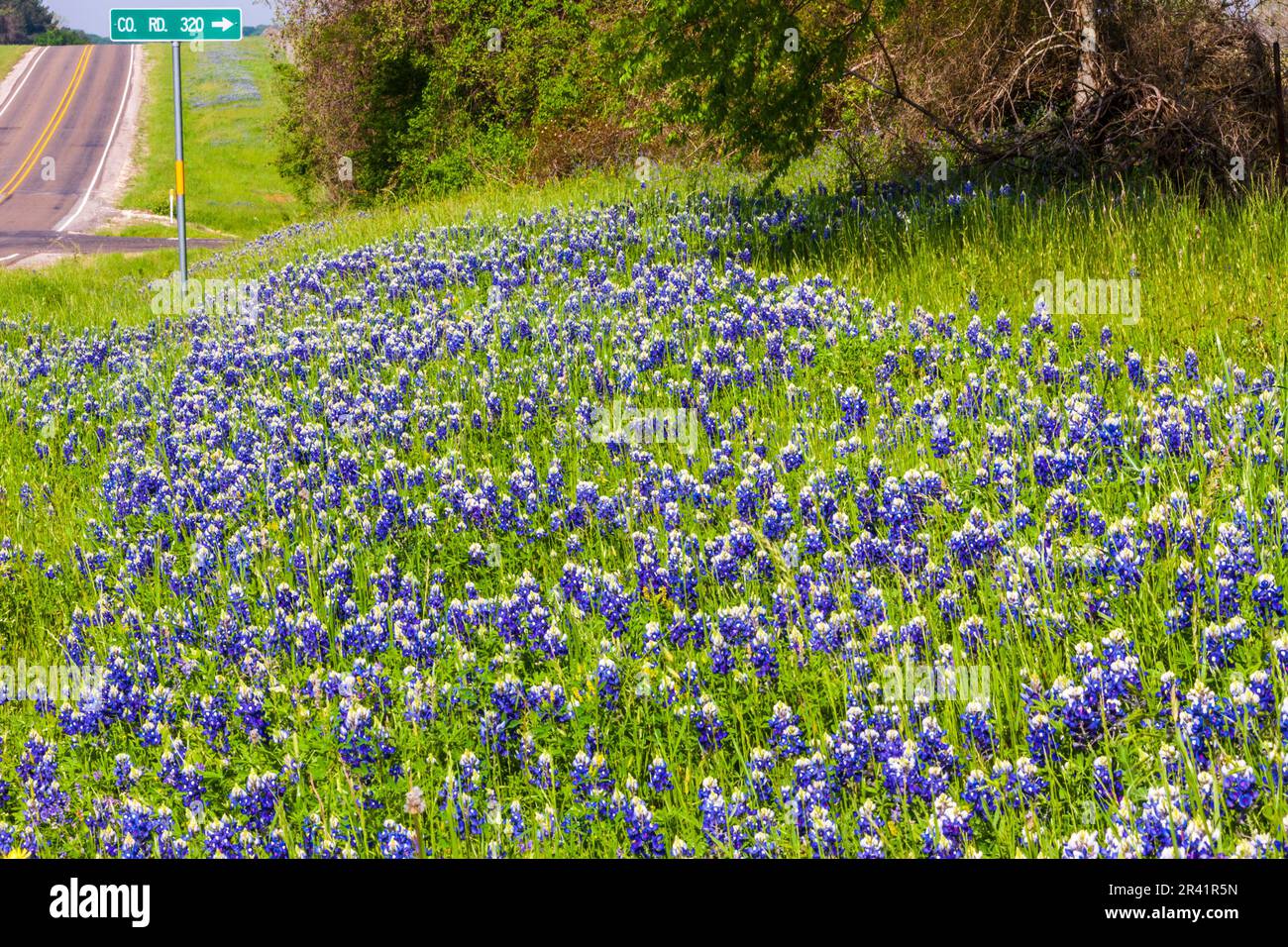 Texas Bluebonnet wildflowers, Lupinus texensis, along farm-to-market road 362 in Southeast Texas in the spring. Stock Photo