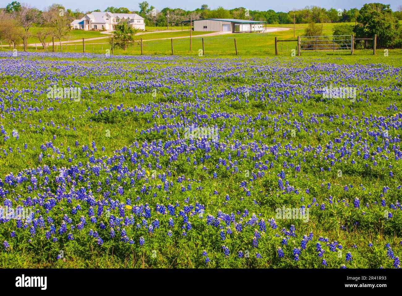 Texas Bluebonnet wildflowers, Lupinus texensis, blooming in spring along farm-to-market road 362 in Texas. Stock Photo