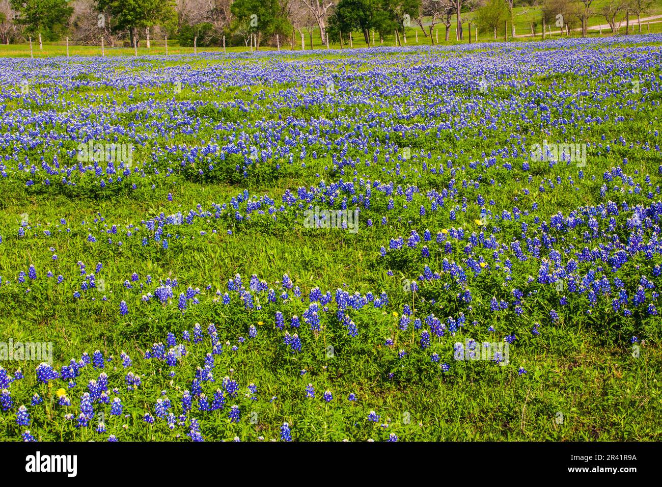Texas Bluebonnet wildflowers, Lupinus texensis, blooming in spring along farm-to-market road 362 in Texas. Stock Photo