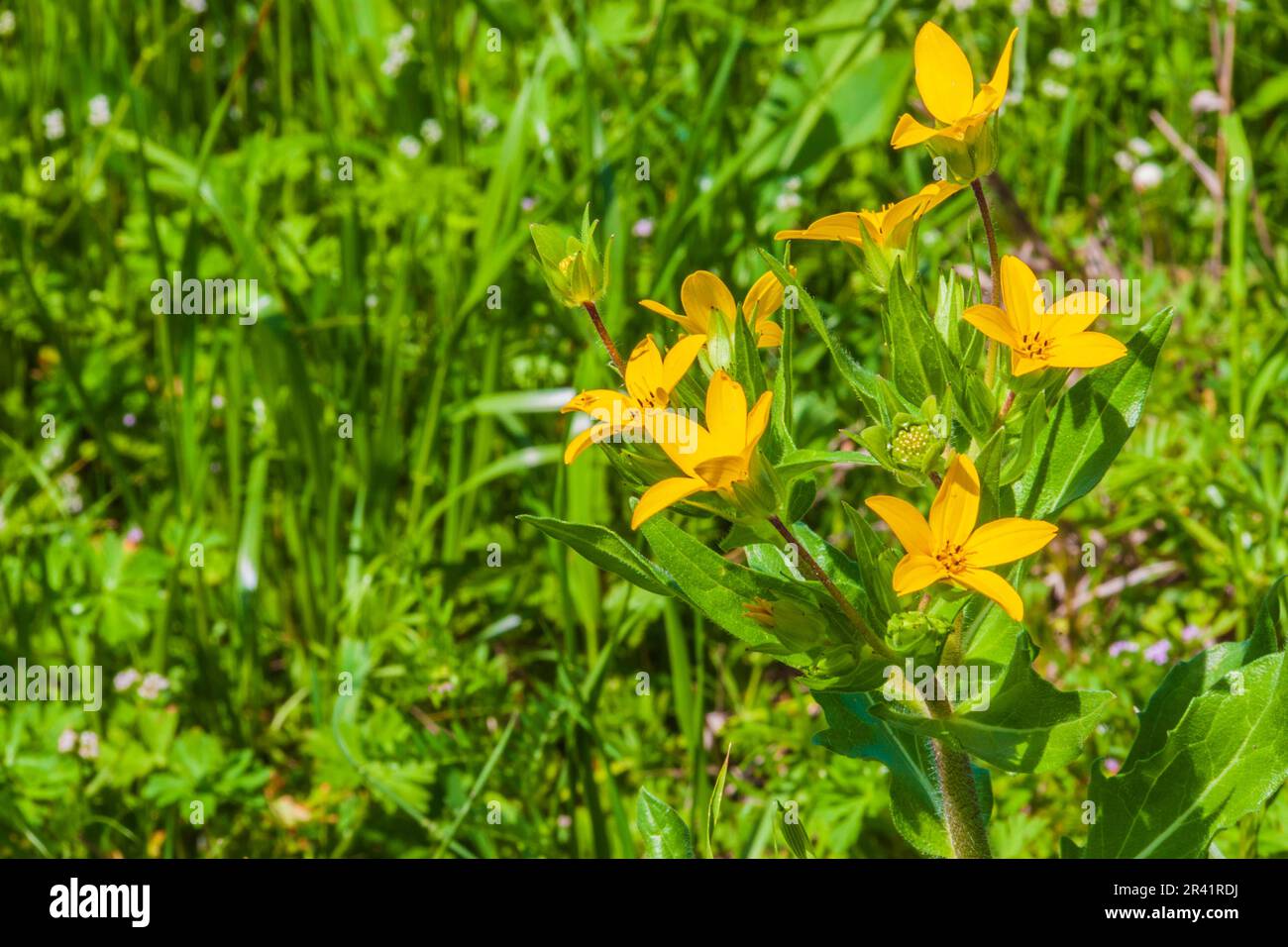 Texas Yellow Star wildflower, Lindheimera texana, on the side of the road of farm-to-market road in Southeastern Texas in the spring. Stock Photo