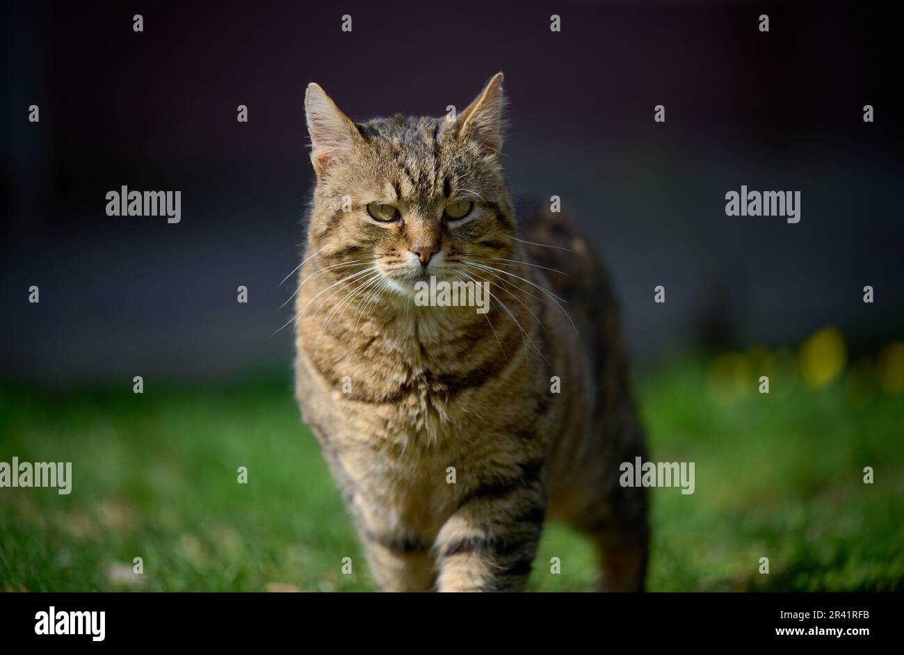 An adult street cat is relaxing in nature on a sunny day Stock Photo