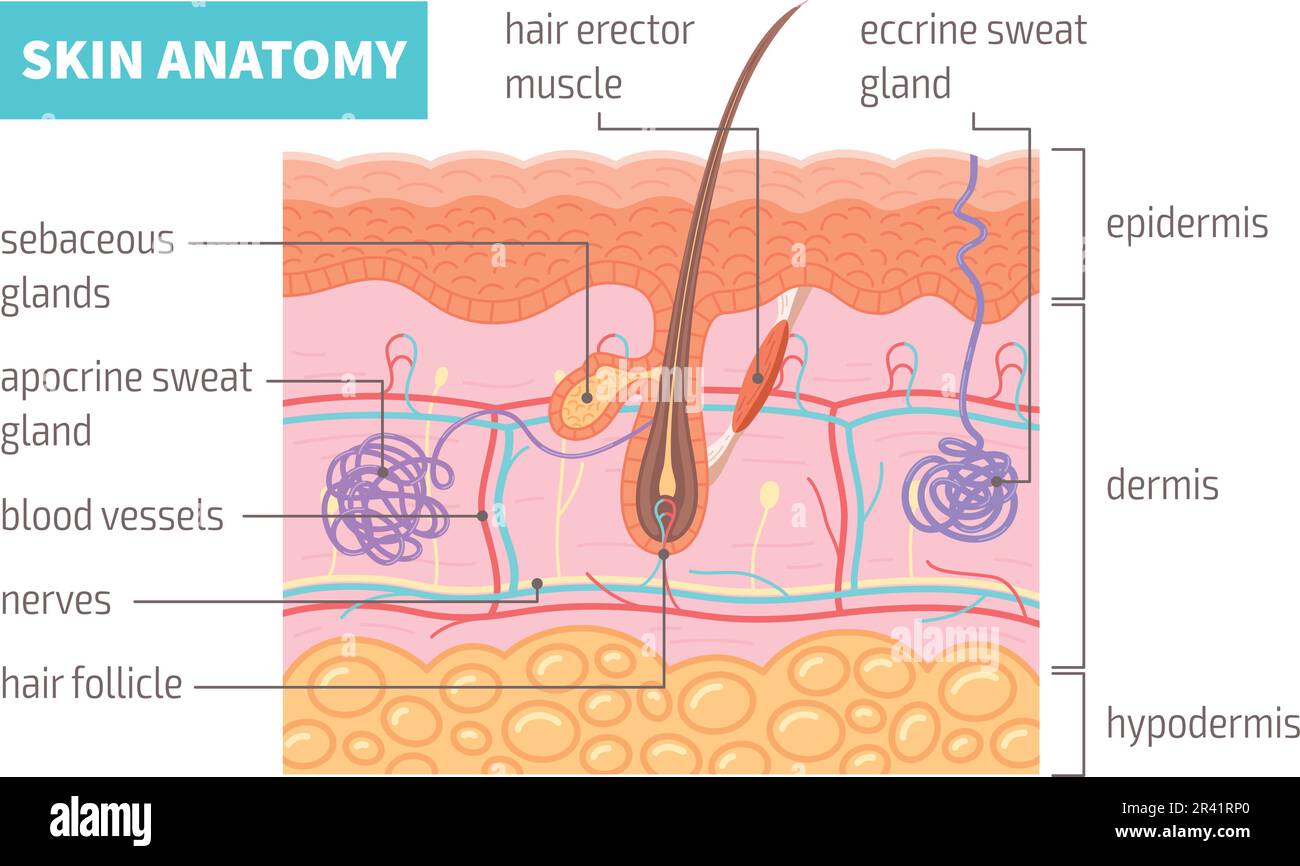 Human Skin Anatomy Infographics Poster With Cross Section Hair Follicle