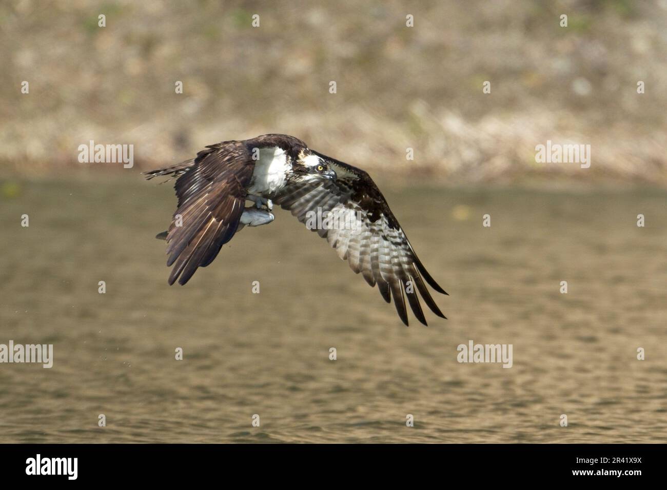 Osprey flying with fish in its claws Stock Photo Alamy