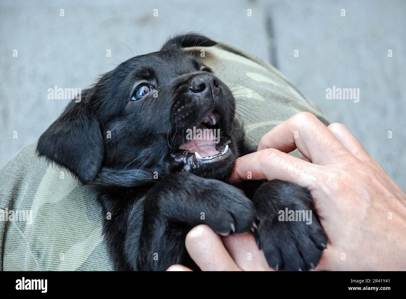 Black Labrador Puppy Playing with Human Hand, Joyful Expression Stock Photo