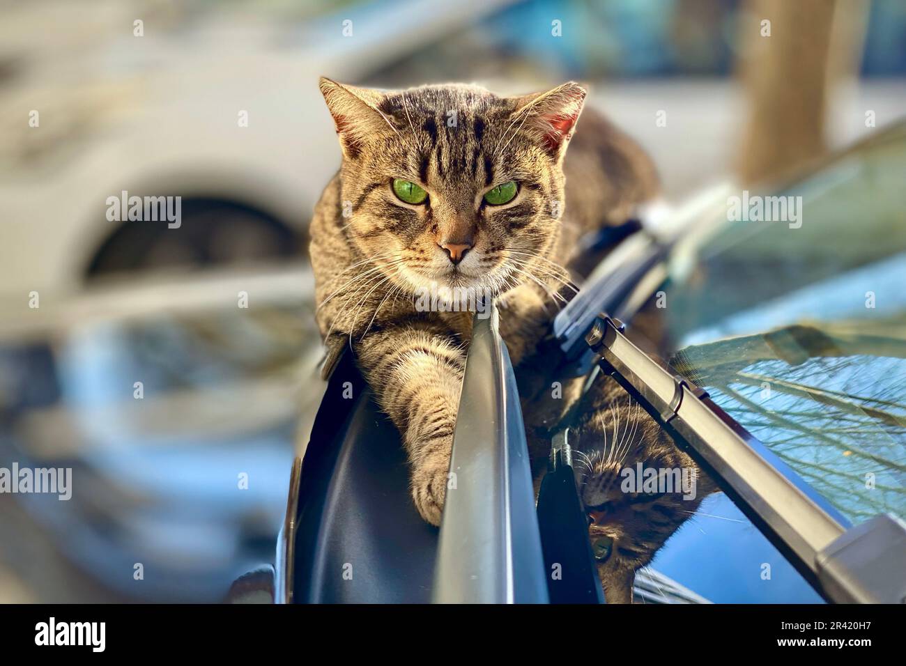 Tabby Cat Relaxing on Ca Stock Photo