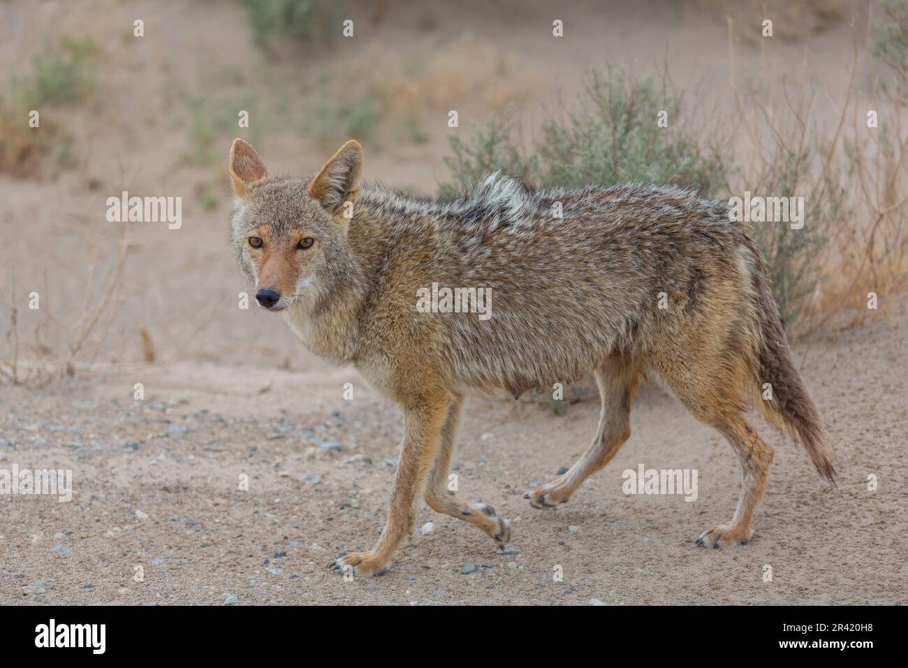 A Coyote pup is seen in Arizona Stock Photo - Alamy