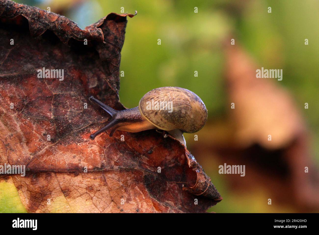 Tiny Snail Crawling on Autumn Leaf Stock Photo