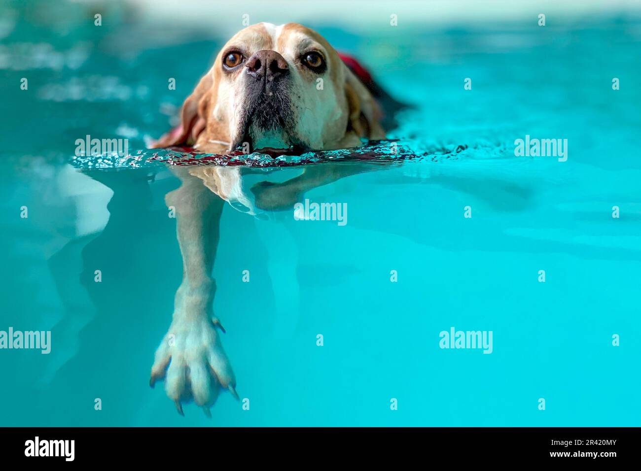 Dog in swimming pool. Hydrotherapy. Senior dog Stock Photo