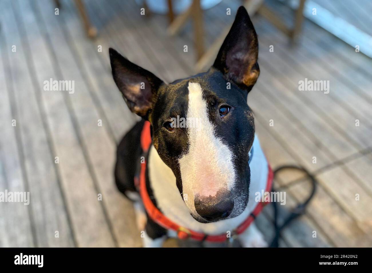 Bull terrier dog sitting on deck terrace. Stock Photo