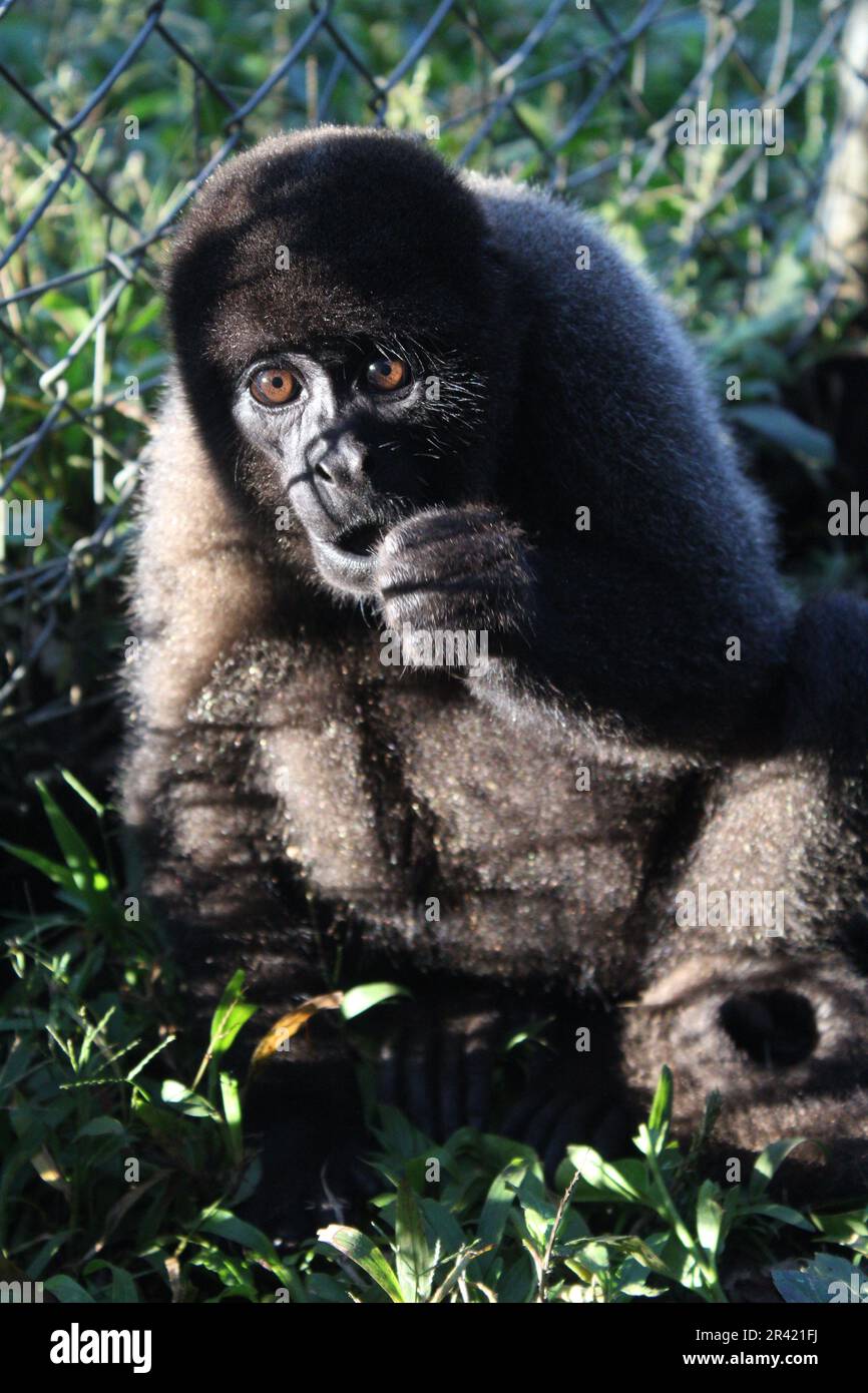 adorable juvenile monkey Stock Photo