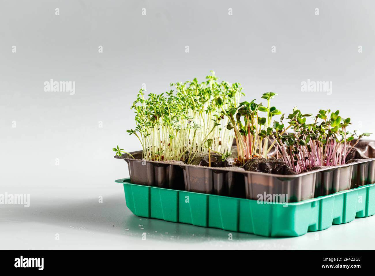The microgreen in plastic trays for planting young plants. Microgreen