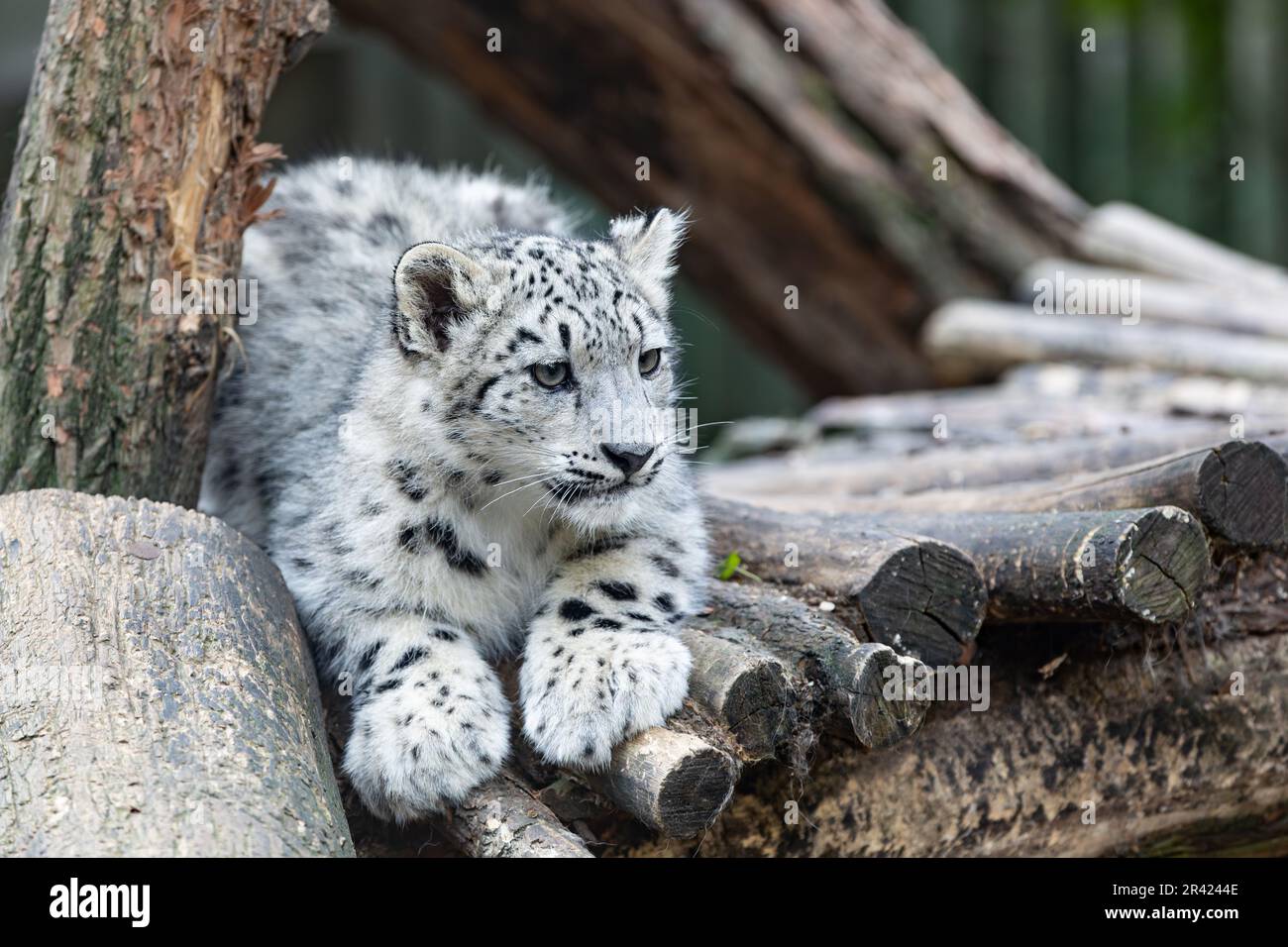 Irbis, Snow leopard (Panthera uncia) Stock Photo