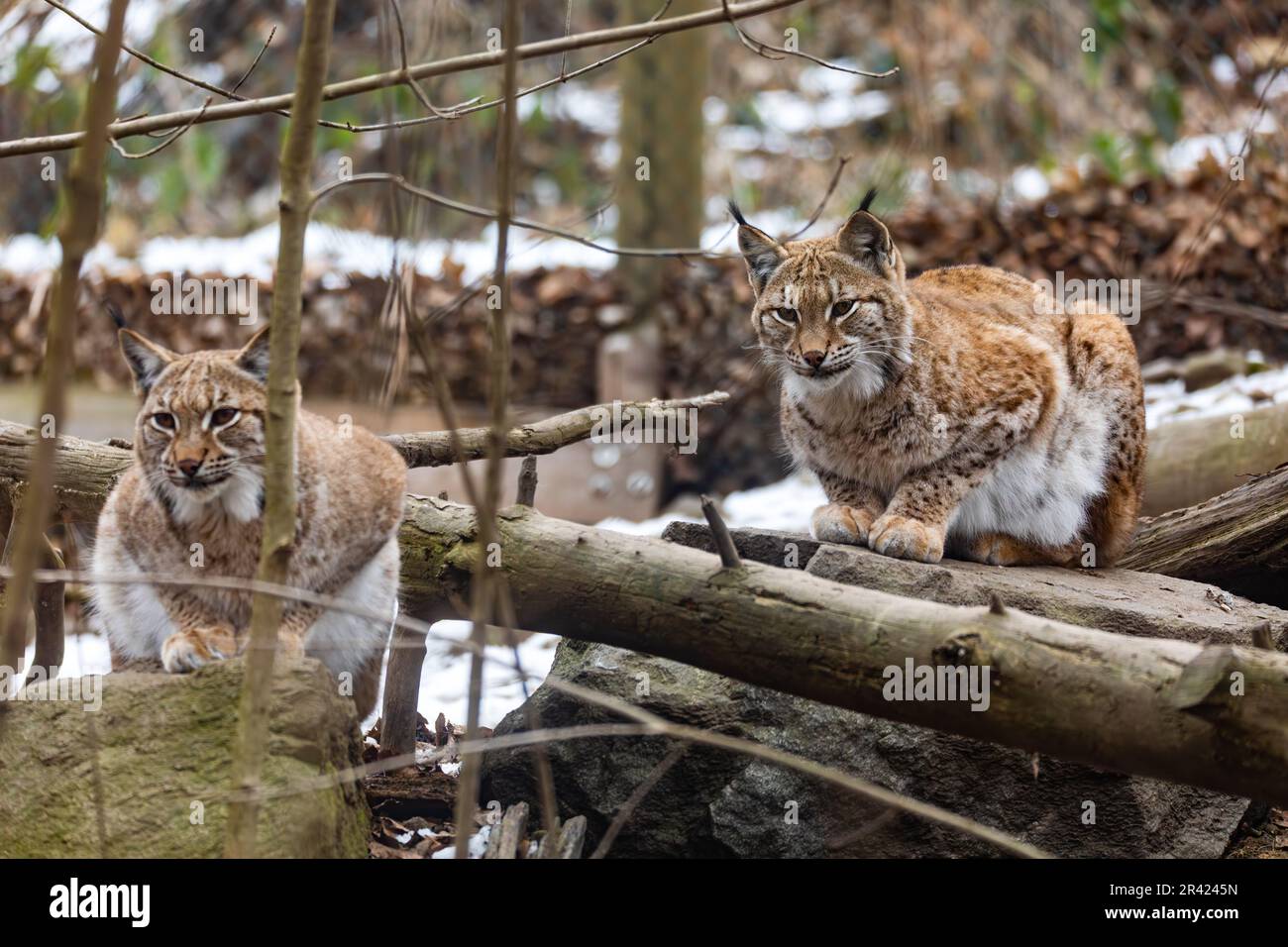 Carpathian lynx, Lynx lynx carpathicus, during the autumn Stock Photo