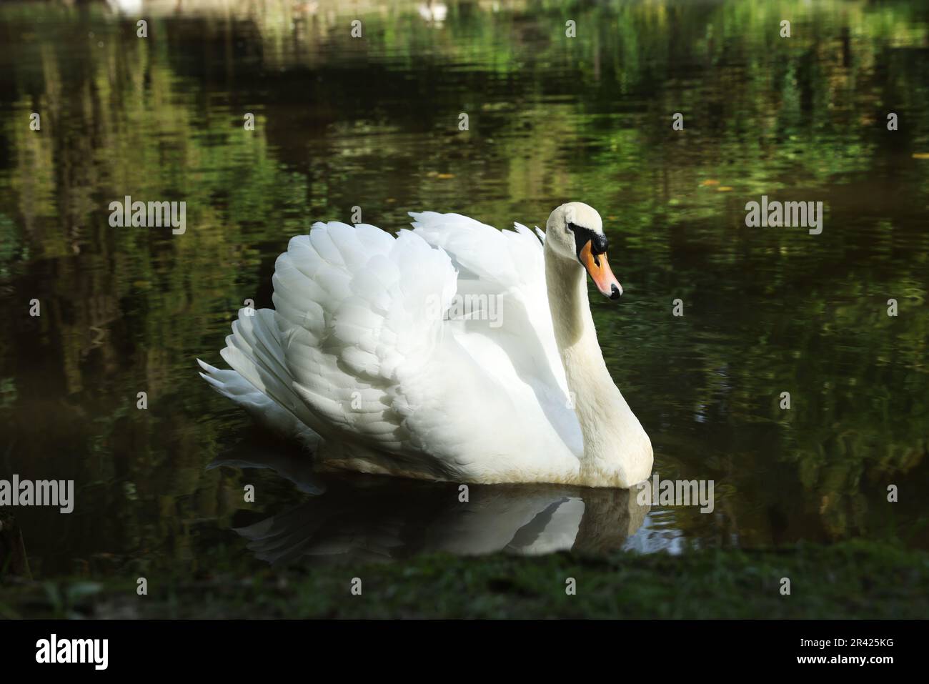 Beautiful white swan swimming in lake outdoors Stock Photo - Alamy