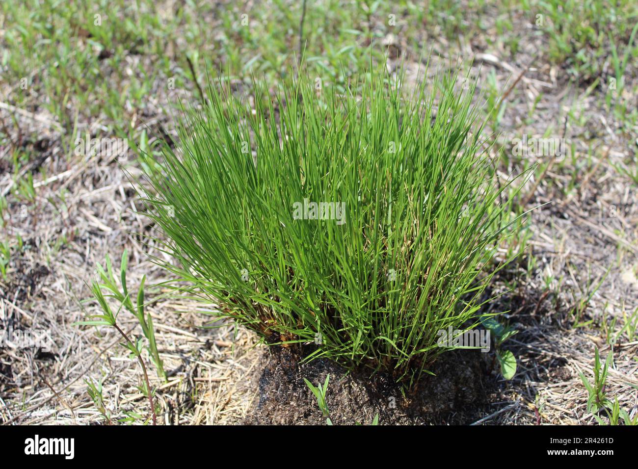 Green prairie dropseed shoots in spring at Miami Woods in Morton Grove, Illinois Stock Photo