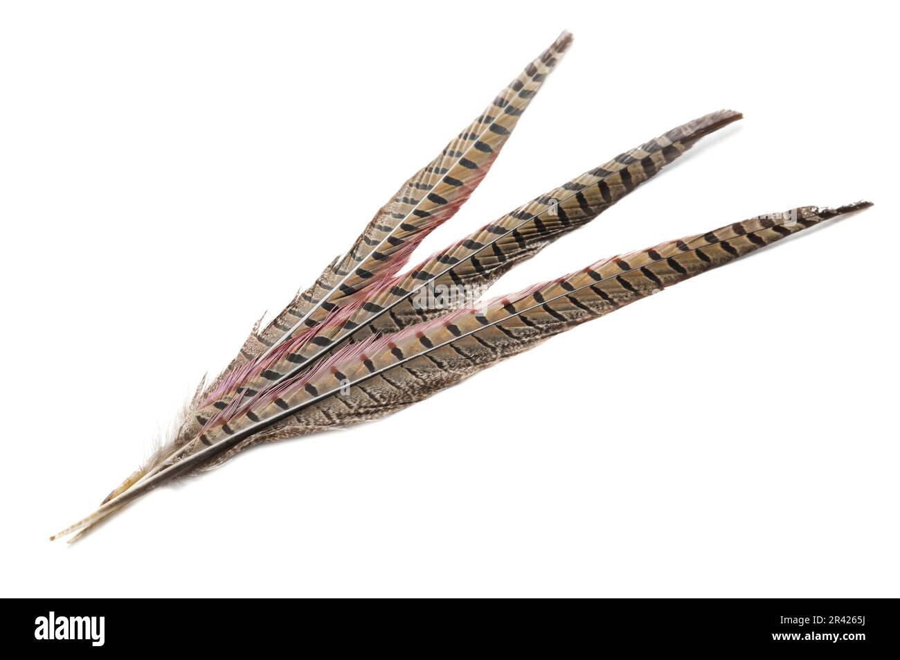 Beautiful brown bird feathers on white background Stock Photo - Alamy