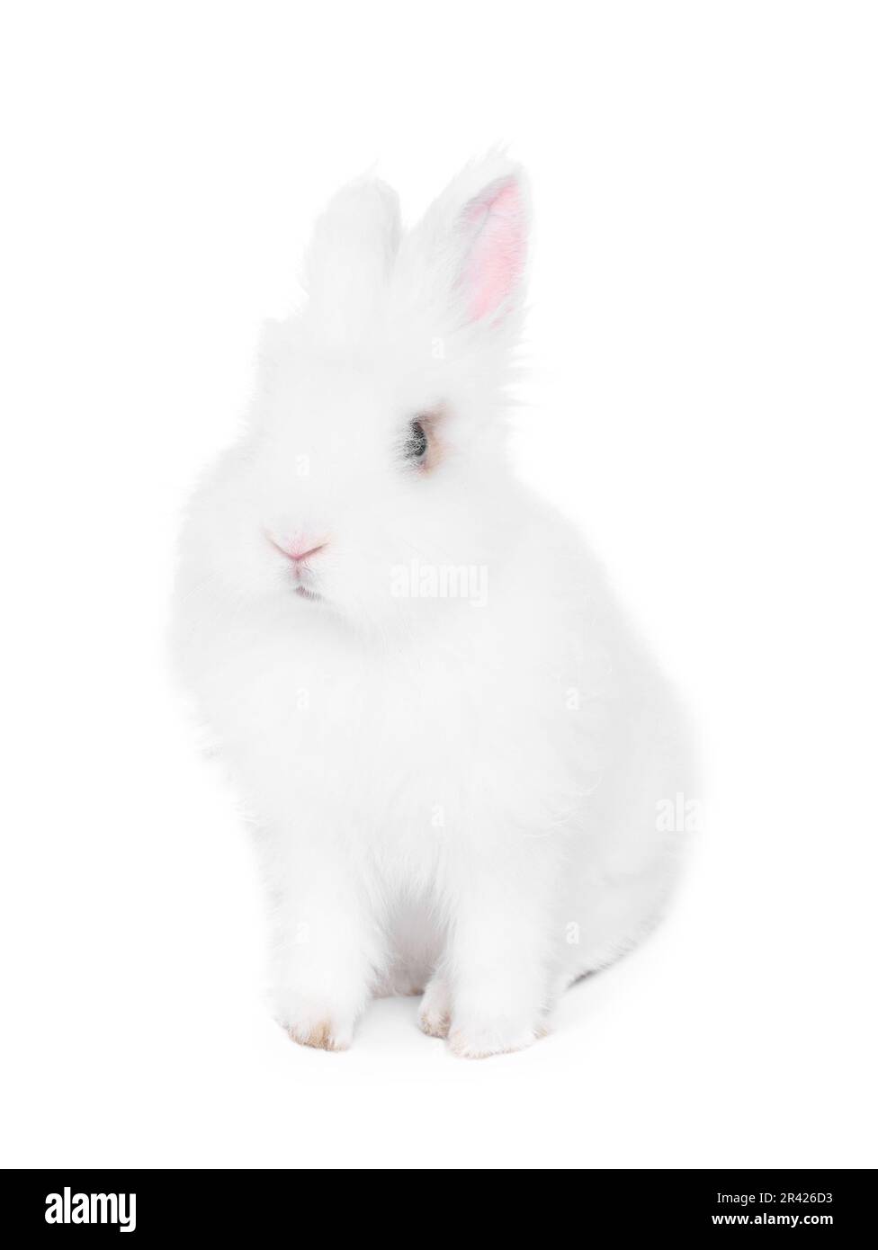 Fluffy rabbit on white background. Cute pet Stock Photo - Alamy