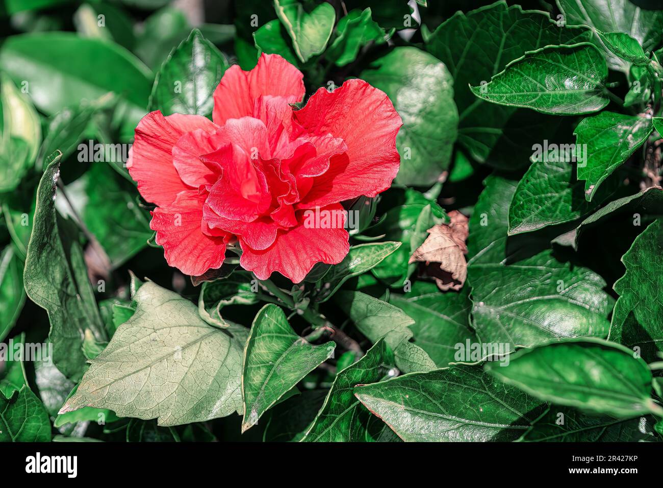 Single red flower with green leaves at background . Scarlet flower in ...