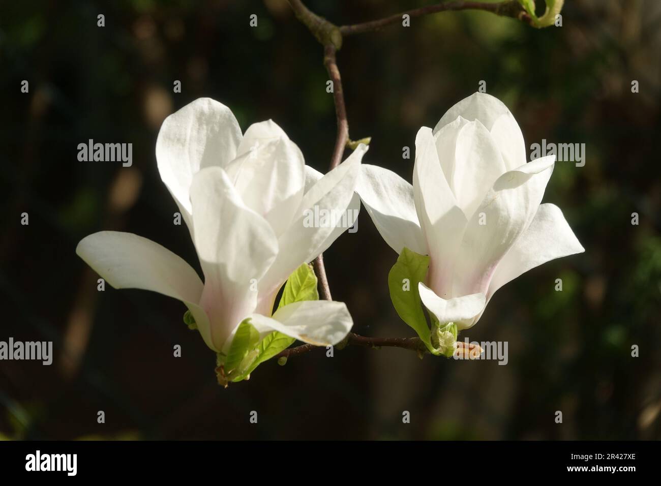 Magnolia x soulangiana Alba Superba, tulip magnolia Stock Photo - Alamy