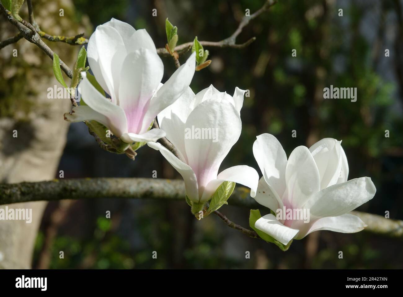 Magnolia x soulangiana Alba Superba, tulip magnolia Stock Photo - Alamy