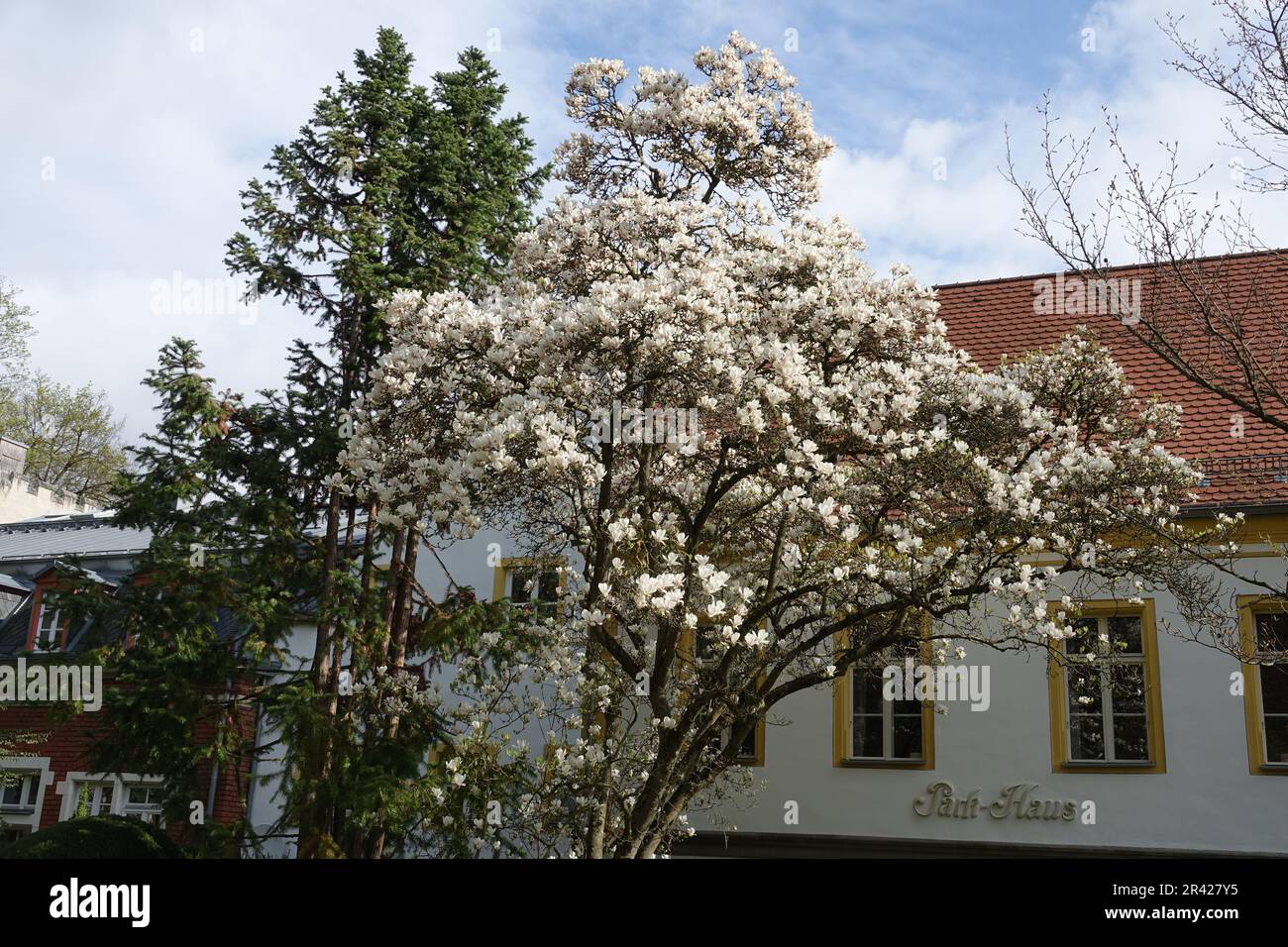 Magnolia x soulangiana Alba Superba, tulip magnolia Stock Photo - Alamy