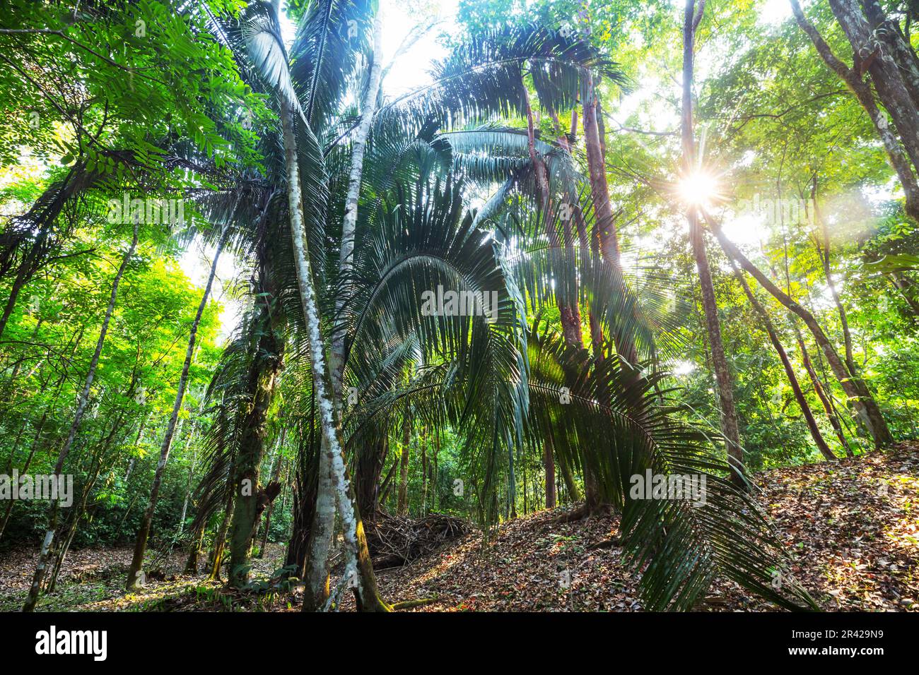 Jungle jungles hi-res stock photography and images - Alamy