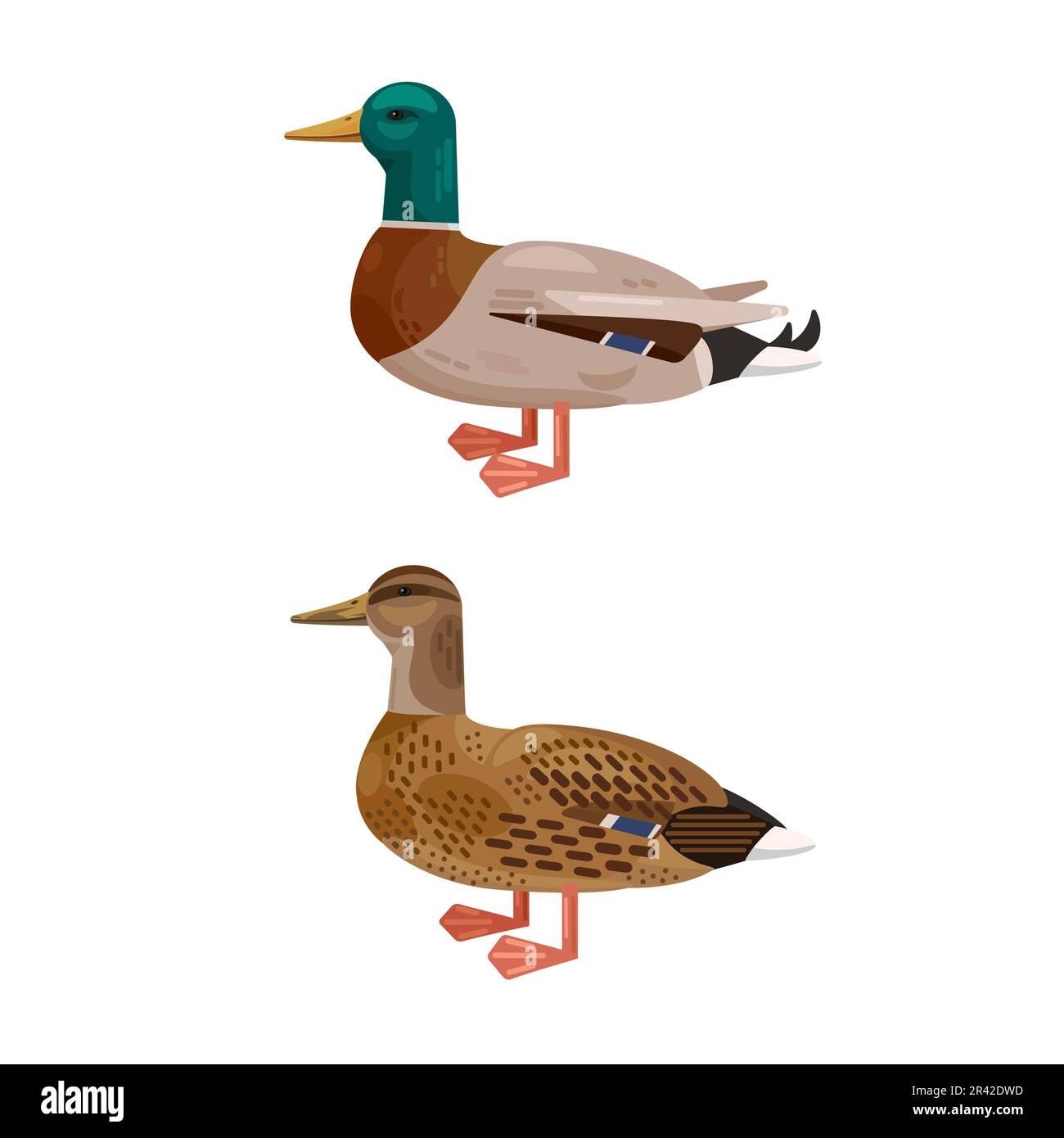 Mallard duck set. Male and female couple of Anas platyrhynchos birds isolated on white background. Vector illustration Stock Vector