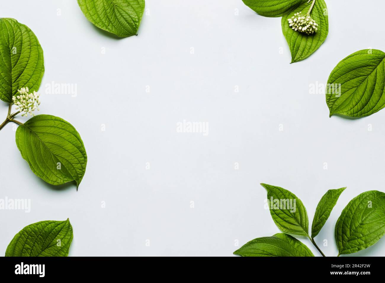 Beautiful green leaves frame on gentle blue background. Minimal summer floral pattern Stock Photo