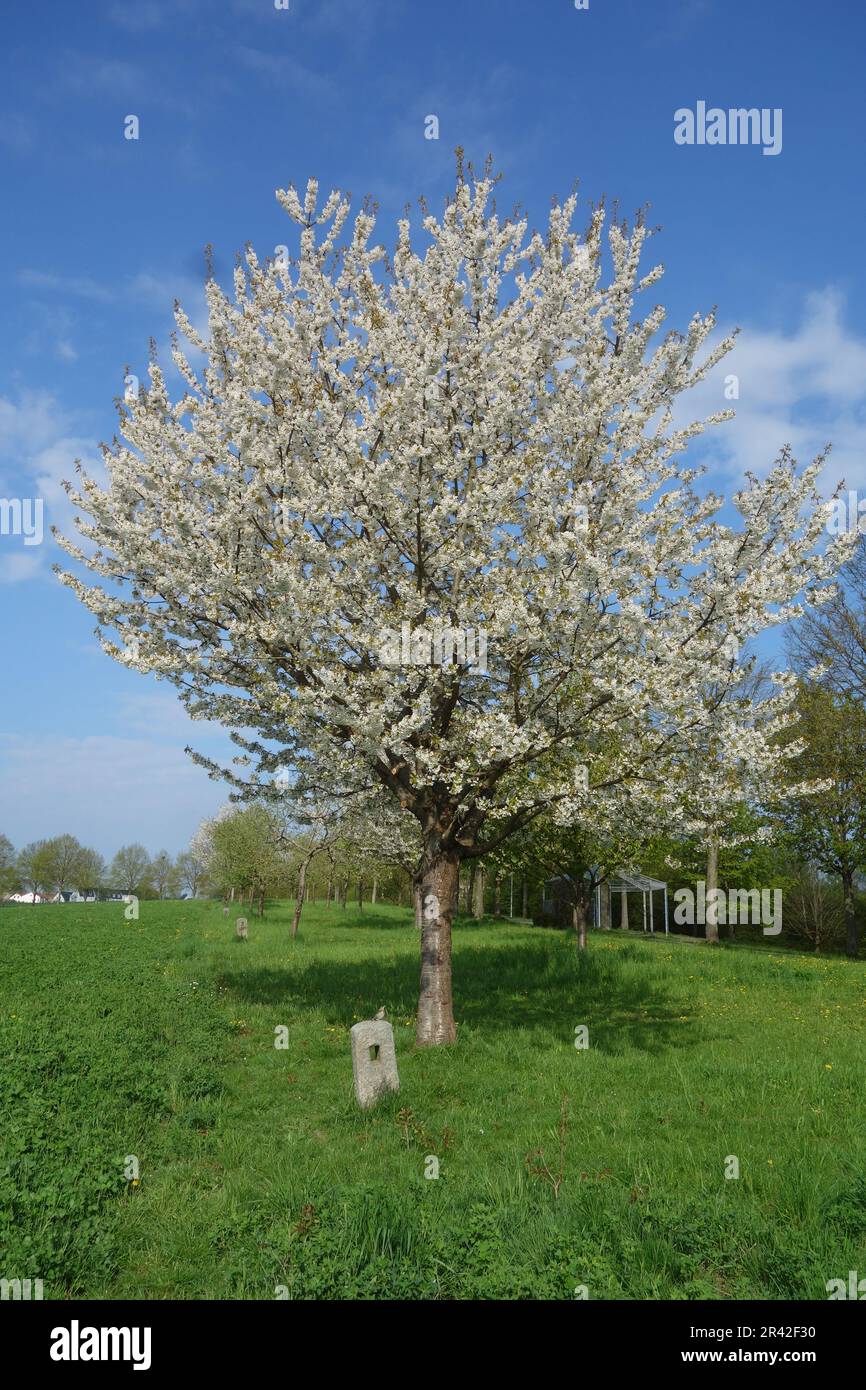 Prunus avium, sweet cherry Stock Photo