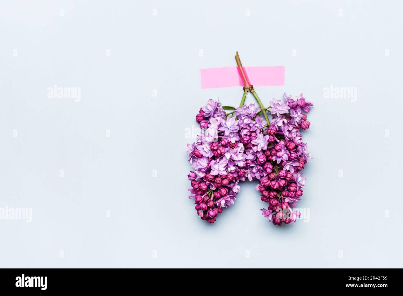 Lungs made of flowering branches of lilac. World Tuberculosis Day or World Lung Day concept, copy space Stock Photo