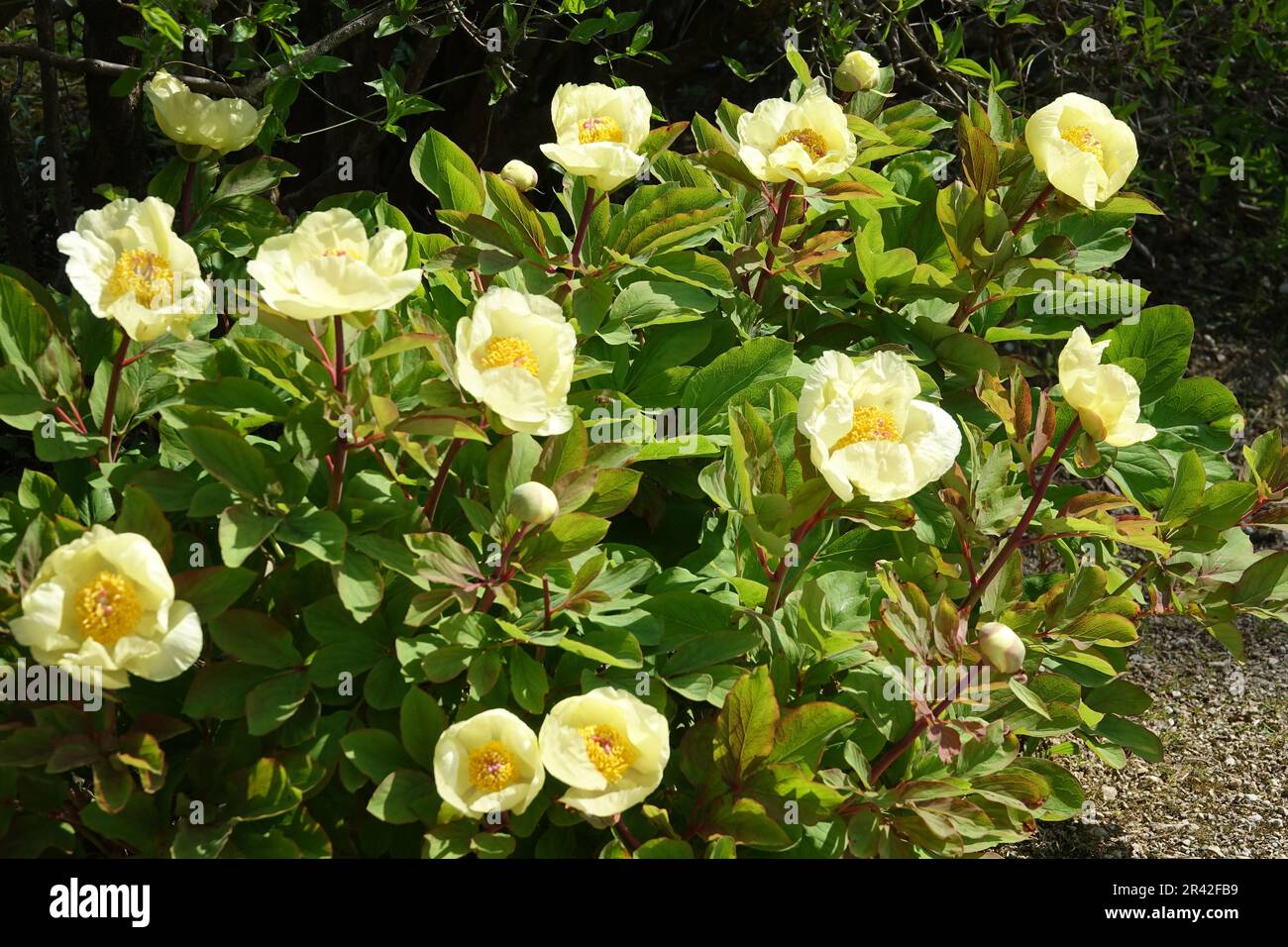 Paeonia wittmanniana, Caucasian peony Stock Photo