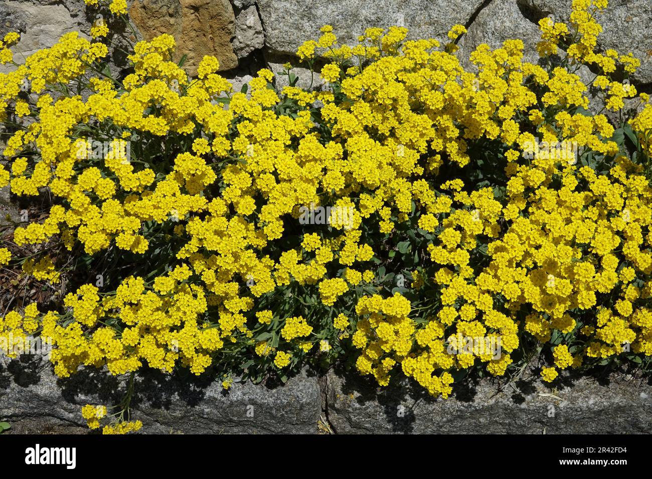 Alyssum saxatilis, stonecress Stock Photo