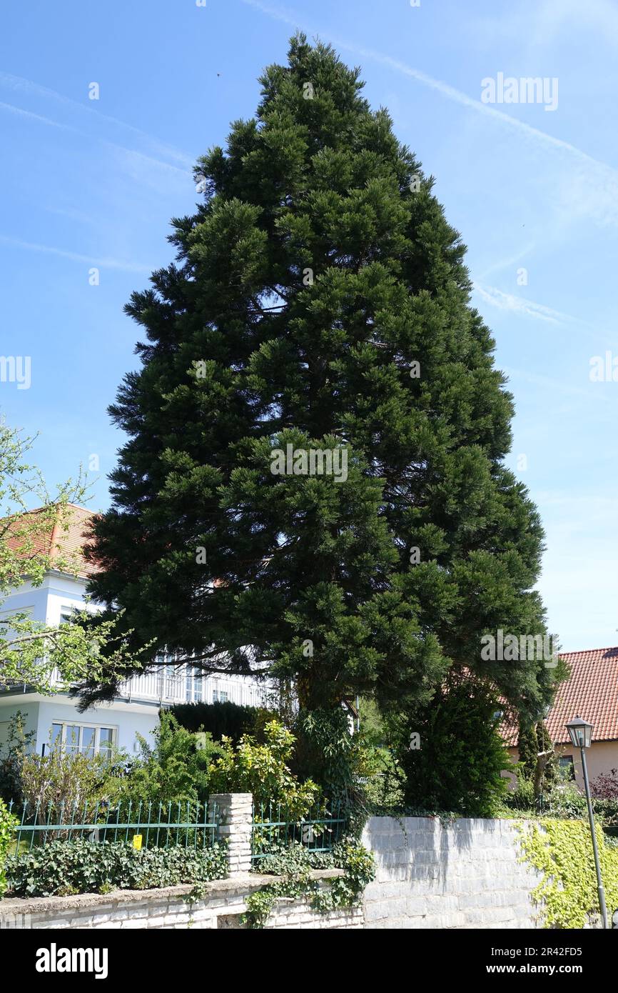 Sequoiadendron giganteum, Redwood tree Stock Photo