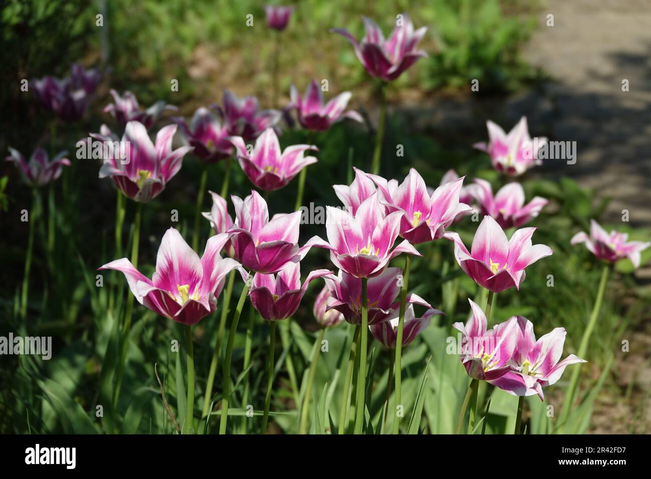 Tulipa Ballade, lilyflowering tulip Stock Photo